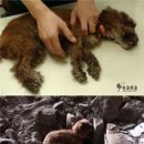 광화문동물병원 이미지