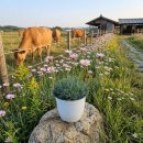 청화농원 | 상일포도원 - 당진시 꽃섬농원에서 춘절국화/오데마리/ 페르시아 청화국을 구입한 이야기