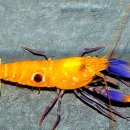 딱총새우( = pistol shrimp, snapping shrimp) [Alpheus brevicristatus] 이미지