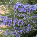 로즈마리 이미지