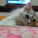 문박 민박 이미지