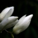 시온의 대로 이미지