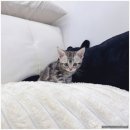 데일리독 | 의정부고양이 데일리독 의정부점 방문후기. 의정부에서 만난 따뜻한 인연.