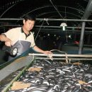 대영장어 이미지