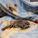 도전 컴퓨터 활용하기 | 반려동물 포토담요 제작 후기 소량 주문 실물 퀄리티 리뷰