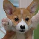 나는강아지 이미지