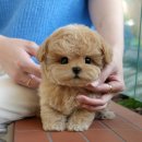 울산 강아지분양 미유펫 이미지