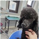 The빛나개 이미지