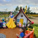 코스모스 | 대구 하중도 2025 정원박람회 코스모스 후기