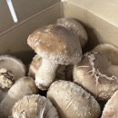 다양한 버섯을 활용한 건강한 요리 | [신선 식재료 추천] 당일 수확 당일 발송, 국내산 예산군 불원표고버섯 후기!(솥밥레시피, 건강밥상 추천)