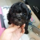 실버리치 이미지