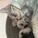 러블리 댕댕 이미지