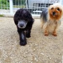 보라애견 이미지