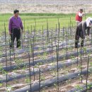 고향에봄 이미지