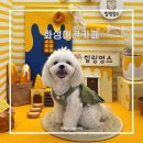 힐링멍스 화성애견카페, 운동회&쥬아로 플리마켓 후기