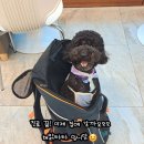 종합동물병원위드펫 네이버블로그