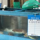 씨유포항동해점 | 포항 비 오는 날. 물회 한 그릇, [동해막썰어파는집] 방문 후기 및 물회 점심식사 추천