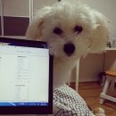 러블리숑 이미지