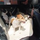 펫드라이브 이미지