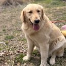 사랑할 개 | 대형견목욕 대형견출장목욕 사랑할개 출장 전문 케어 솔직 후기