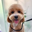 이다애견미용실 이미지