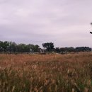 초심이네 이미지