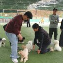 애견운동공원(하절기) 울산매일UTV