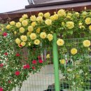 넝쿨장미집 이미지