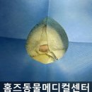 홈즈 동물병원 이미지