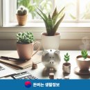 돈나무 이미지