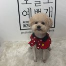 애틋하개 이미지