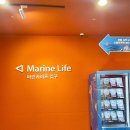 문화유치원 요정들의 음악여행 | [여수 볼거리] 아쿠아플라넷 아쿠아포리스트 메인수조 인어와 숲의 요정 공연 실내데이트 방문후기