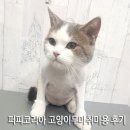 하모니퍼피 네이버블로그