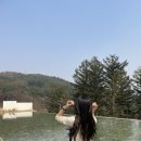 금대리목장 | 가평 캠프통 아일랜드 글램핑 🏕🍃 (feat. 골든트리 카페, 양떼목장)