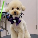 리치펫살롱 이미지