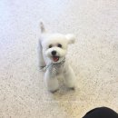 고고펫살롱 이미지