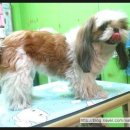 도토리 펫살롱 이미지