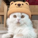 앨플로라마카롱 | [내돈내산] 크리스마스 파티 @힛뜨수산&앨플로라