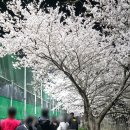 정림 재해위험 개선지구 정비사업 | 대전 아이랑 벚꽃 | 정림동 벚꽃축제 '벚꽃 개화 상태'!
