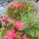 마따마따 이미지