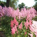 보타니칼 이미지