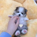 퍼스트 독앤캣 이미지