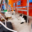 베스트 캣 이미지