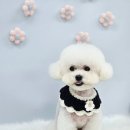 원펫살롱 이미지