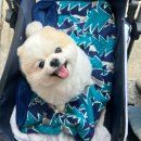 멍케어존 | [부산 부민동] 애견미용 멍케어존 후기 :: 집 근처에 생겨서 너무 만족해요!