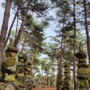 황매산 벚꽃길 | 합천 황매산 철쭉제 근처 가볼만한곳 천불천탑 솔직 후기 ft. 입장료