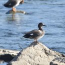 하천(갑천3) 이미지