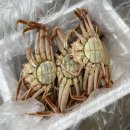 북평대게 알이 꽉 찬 북해도산 빵게 후기