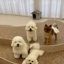 글로리 애견 유치원 이미지