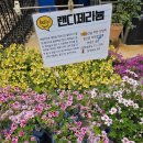 마켓랜디